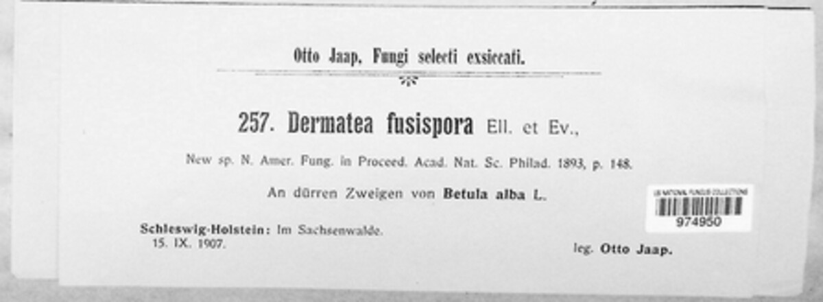 Godronia fusispora image